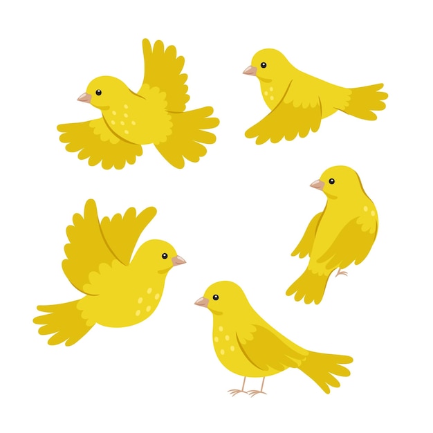 Vector set of cute yellow canaries isolated on white background