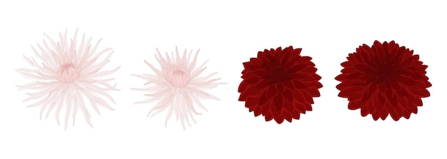 Set of dahlia blooming flowers illustration
