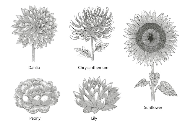 Vector set of dahlia chrysanthemum peony lily and sunflower vector vintage illustration