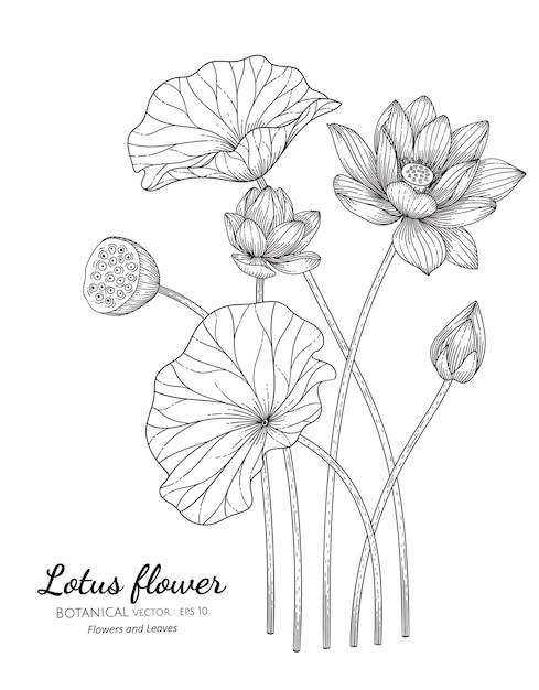 Set of Dahlia flower and leaf hand drawn botanical illustration with line art