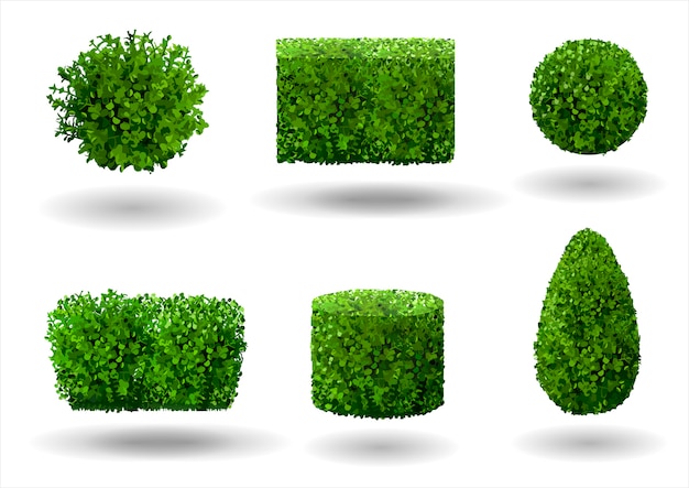 Vector set of decorative plants