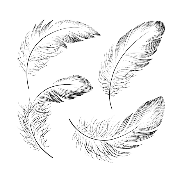 Vector a set of delicate feathers drawn in black ink. texture brush and paint. vector illustration