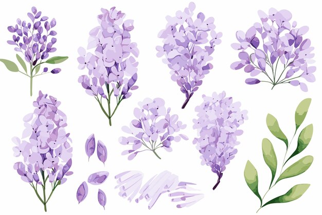 Set Delicate Lilac Watercolor Clipart