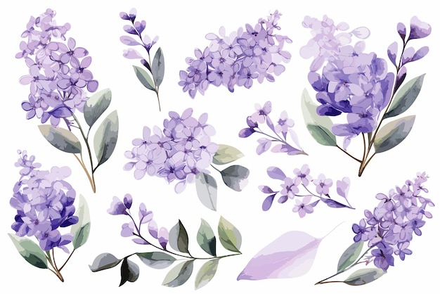 Set Delicate Lilac Watercolor Clipart