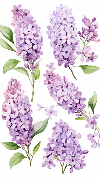 Set delicate lilac watercolor clipart