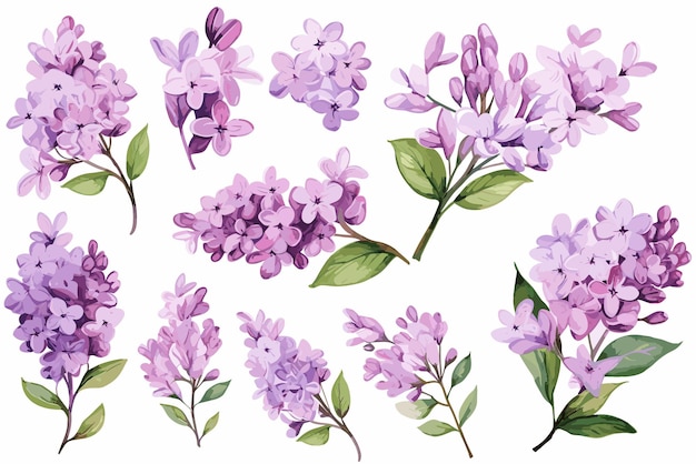 Set Delicate Lilac Watercolor Clipart