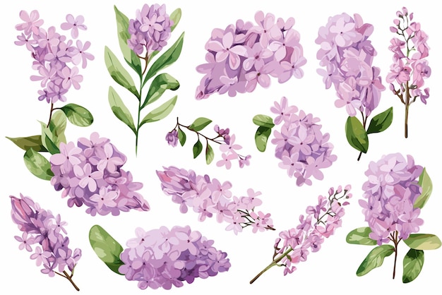 Set delicate lilac watercolor clipart