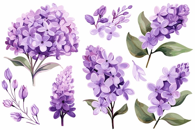 Set delicate lilac watercolor clipart