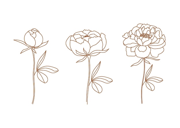 Set of delicate peony flowers in trendy linear style