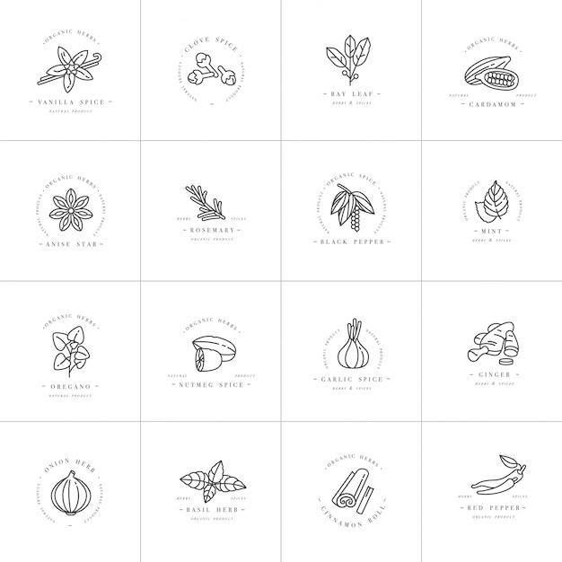 Set design templates monochrome logo and emblems - herbs and spices. different spices icon. logos in trendy linear style isolated on white background.