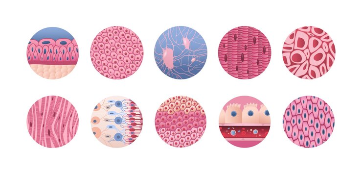 Vector set detailed explanation human internal organs structure anatomy healthcare medicine concept