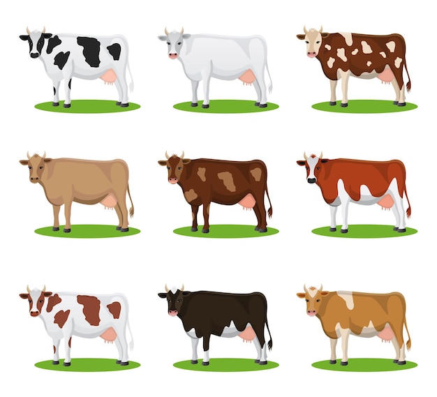 Vector set of different breeds cows isolated cartoon cows action set collection cartoon cow vector