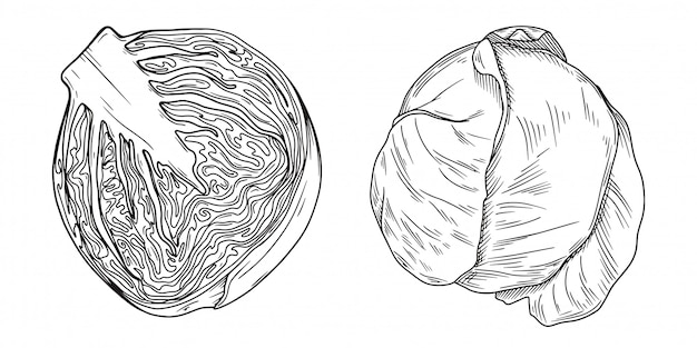 Set of different cabbage isolated on white background.