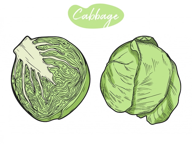 Vector set of different cabbage isolated on white background.