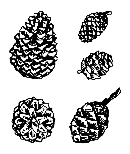 Set of different cones conifer trees Sketches of autumn botany attributes Hand drawn vector illustrations Outline clipart collection isolated on white