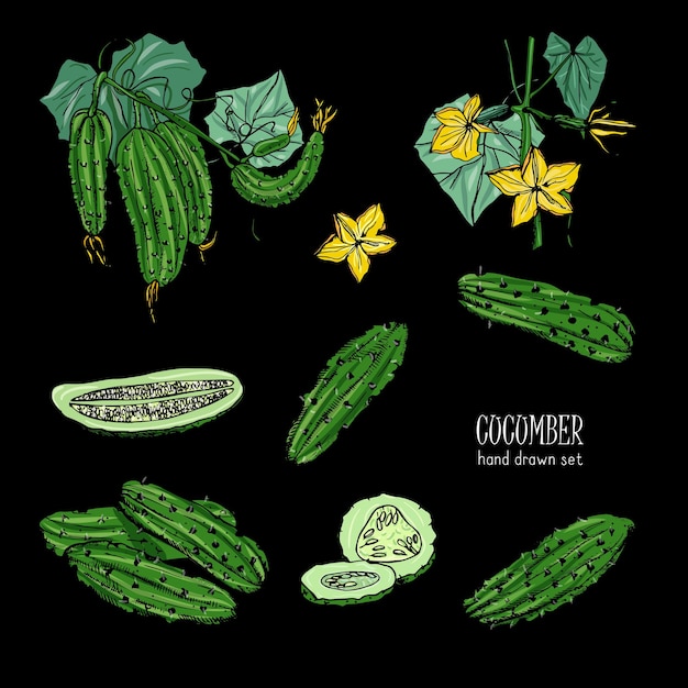 Vector set of different cucumber, on branch, flowering