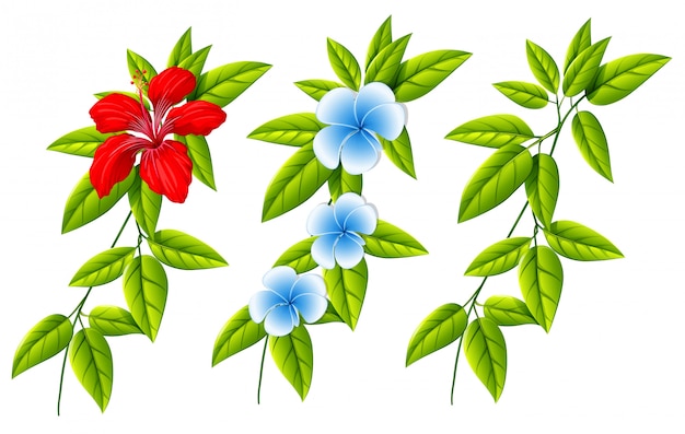 set of different flowers and leaves