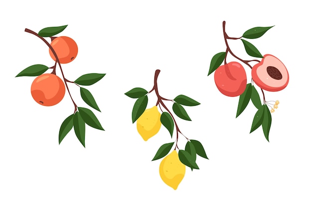 set of different fruits branch with oranges branch with lemons branch with peaches