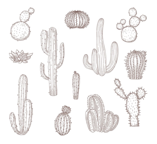 Vector set of different hand drawn cacti. graphic monochrome flat illustration.