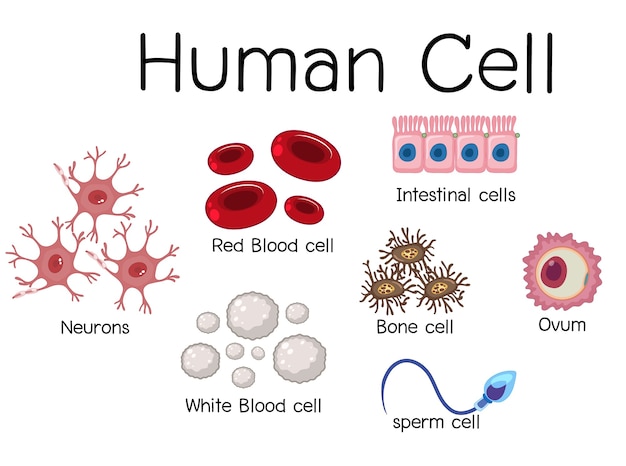 Vector set of different human cell