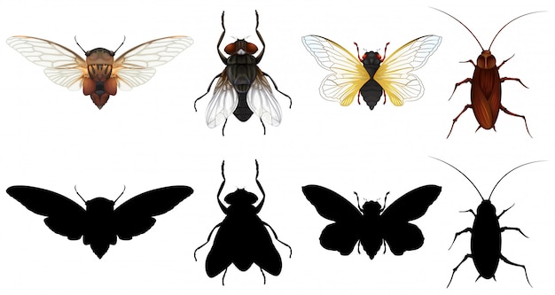 Vector set of different insects