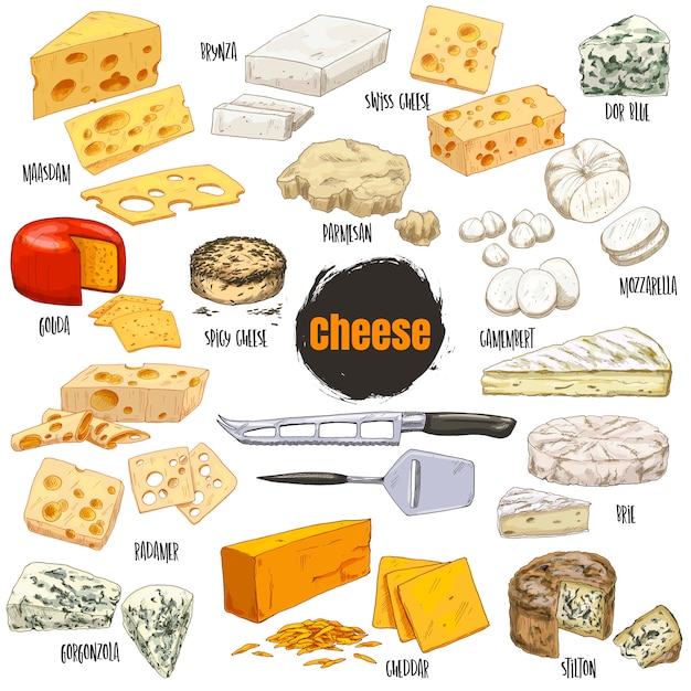 Set of different kinds of cheese, color hand drawn illustration 