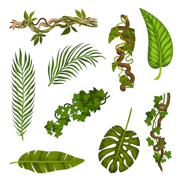 Set of different leaves and stems close-up.