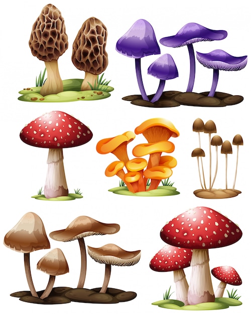 Set di diversi funghi