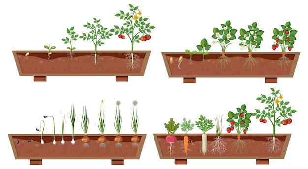 Set of different plant roots growing in soil