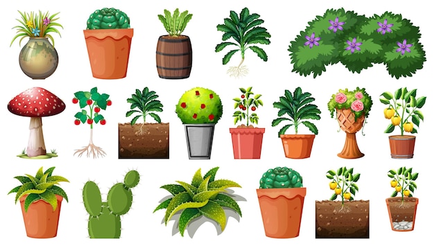 Set of different plants in pots isolated on white background