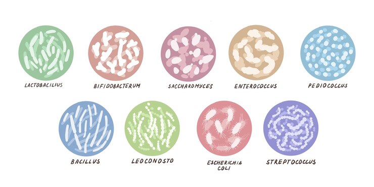 다른 probiotic 박테리아의 집합입니다. 우리의 내장이 우리를 건강하게 유지하는 데 도움이 되는 좋은 박테리오이드가 있는 개념. 웹, 기사, 배너에 대 한 손으로 그린 벡터 일러스트 레이 션