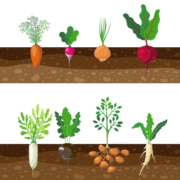 Vector set of different rooted vegetables growing underground. cartoon illustration