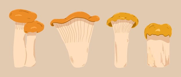 A set of different shapes of chanterelles Background with edible mushrooms Vector illustration in hand drawn style