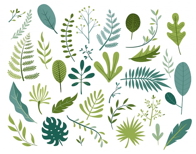 Vector set of different tropical and other isolated leaves.