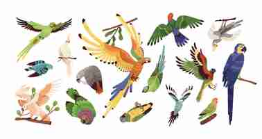 Vector set of different tropical parrots vector illustration collection of colored birds with feathers