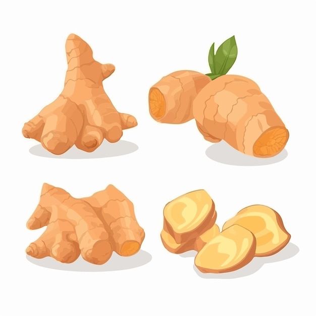 A set of different types of ginger on a white background.