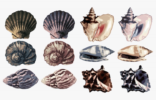 Vector set of different types of seashell illustrations.