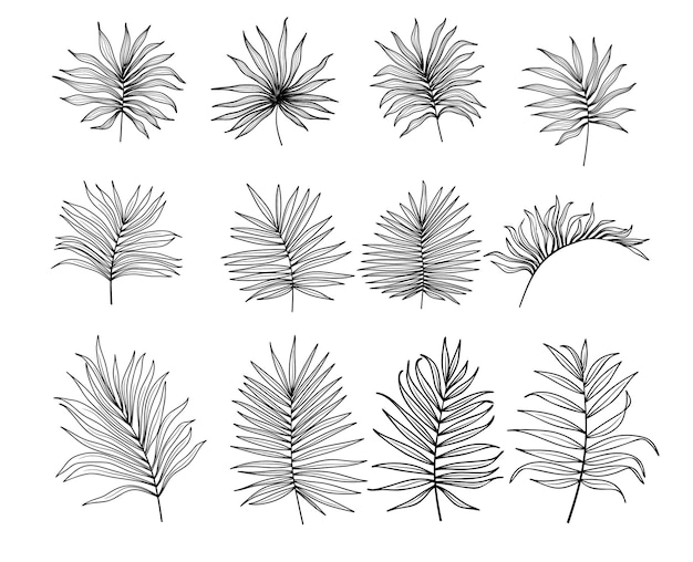 Set of differents palm branch on white background