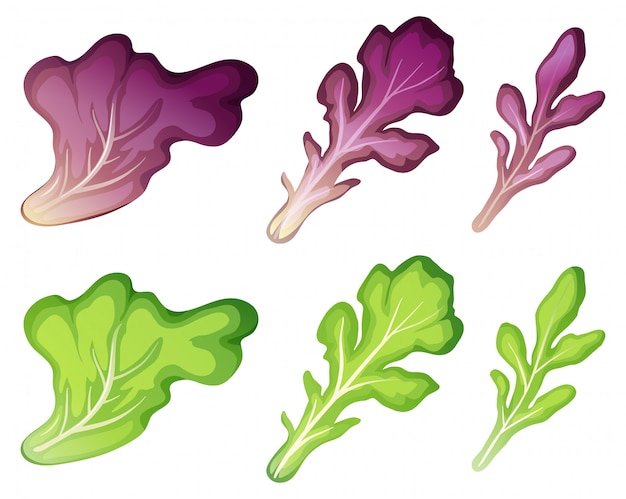 Set di foglie di lattuga diverse