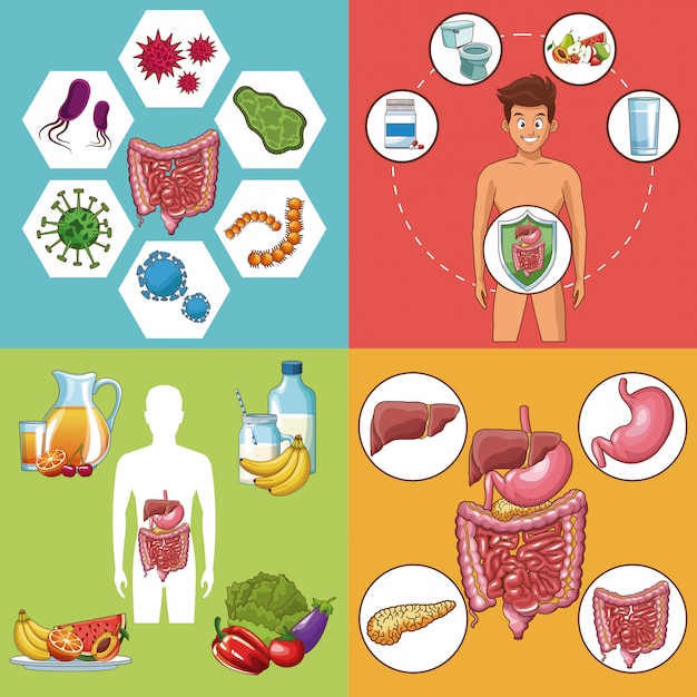 Set of digestive system cards collection