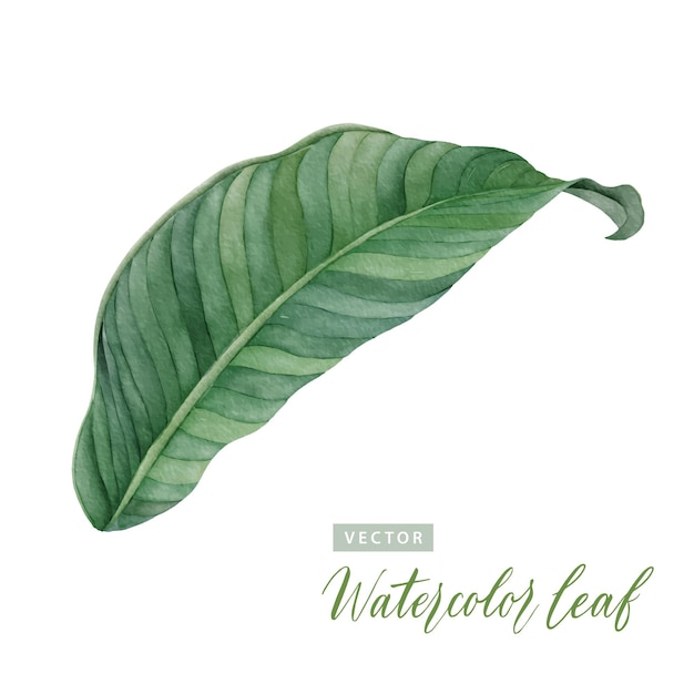 Set of digital watercolor painting green leaf