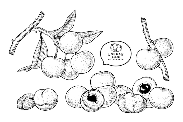 Insieme dell'illustrazione botanica degli elementi disegnati a mano della frutta di dimocarpus longan