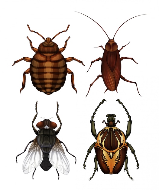 A set of disease insect