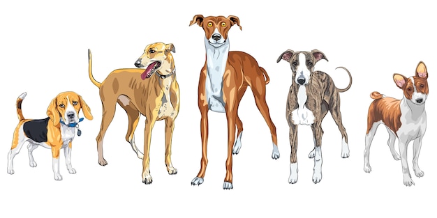 Vector set of dogs different breed