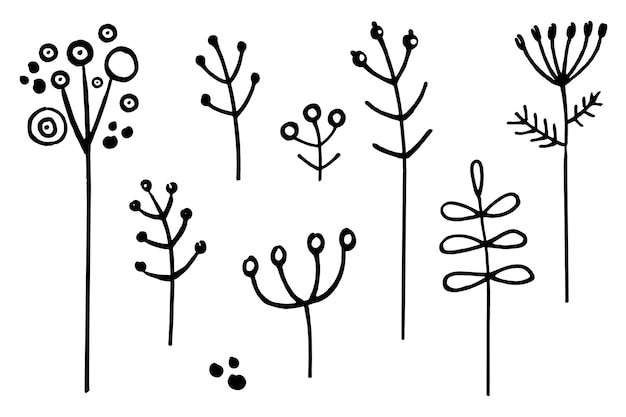 乾いた草の枝の落書きのセット ディル標本