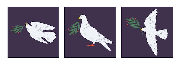 Vector set of dove of peace, pigeons three cards. flying, standing birds with plant olive branch. love