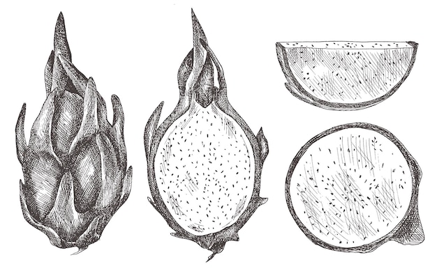 Vector set of dragon fruit, pitaya, pihaya. hand-drawn.