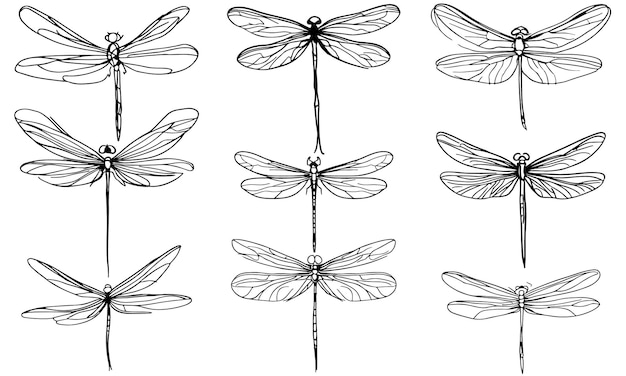 Set of dragonflies Collection of dragonfly black and white clipart outline