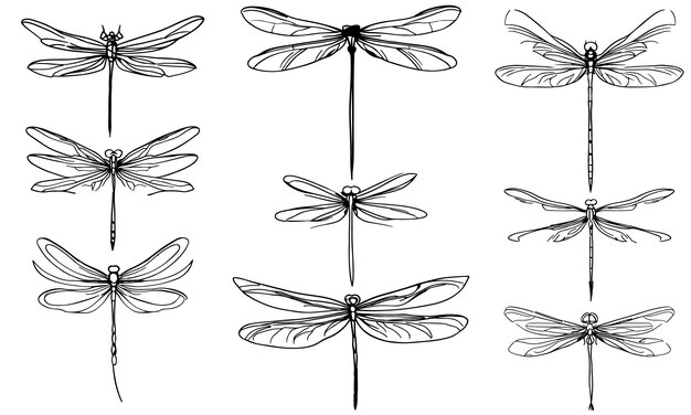 Vector set of dragonflies collection of dragonfly black and white clipart outline