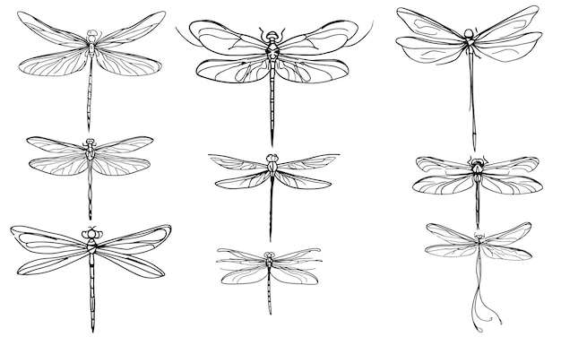 Set of dragonflies Collection of dragonfly black and white clipart outline